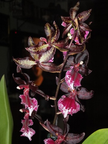 Name:  DSCF3357.jpg
Views: 297
Size:  56.5 KB