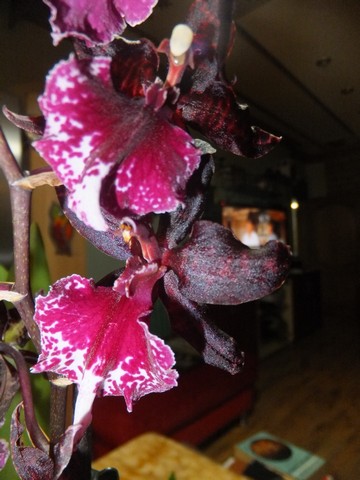 Name:  DSCF3368.jpg
Views: 243
Size:  61.0 KB