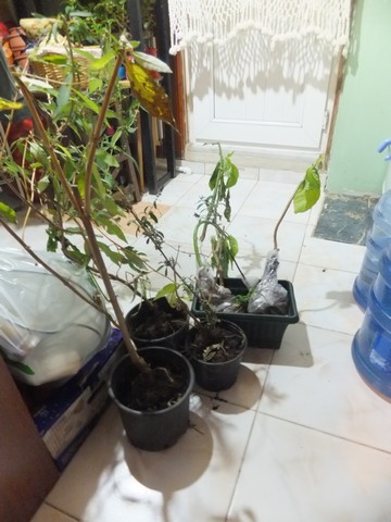 Name:  DSCF3370.jpg
Views: 329
Size:  62.9 KB