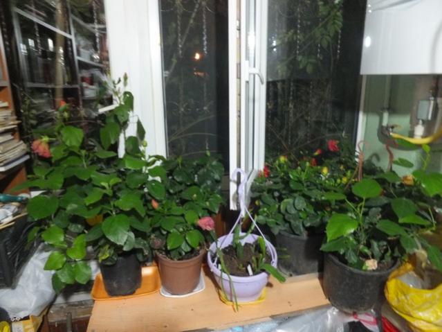 Name:  DSCF3375.jpg
Views: 230
Size:  48.4 KB