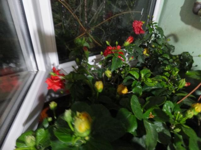 Name:  DSCF3376.jpg
Views: 237
Size:  42.6 KB