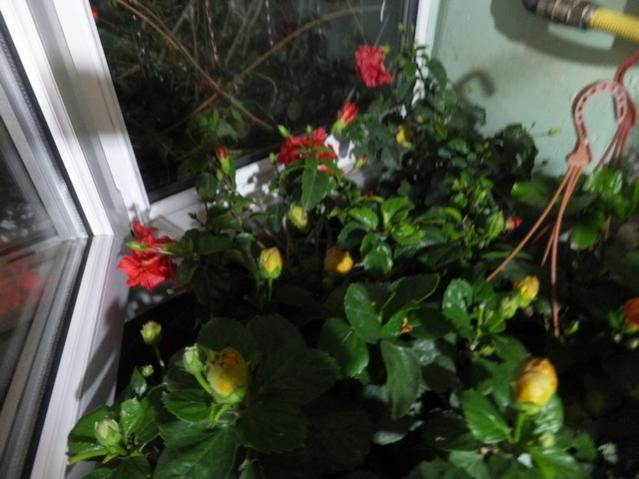 Name:  DSCF3377.jpg
Views: 246
Size:  44.1 KB