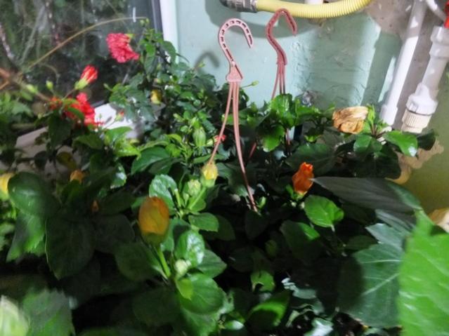Name:  DSCF3378.jpg
Views: 206
Size:  46.4 KB