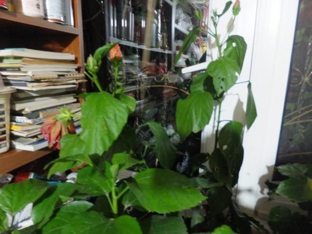 Name:  DSCF3379.jpg
Views: 196
Size:  44.6 KB