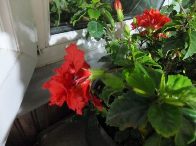 Name:  DSCF3380.jpg
Views: 203
Size:  38.5 KB