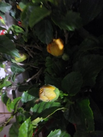 Name:  DSCF3382.jpg
Views: 208
Size:  46.1 KB