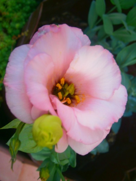 Name:  lisi1.jpg
Views: 987
Size:  40.1 KB