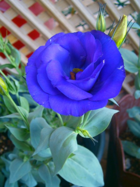 Name:  lisi2.jpg
Views: 924
Size:  56.7 KB