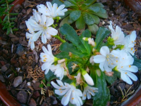 Name:  Lewisia1.jpg
Views: 966
Size:  45.7 KB