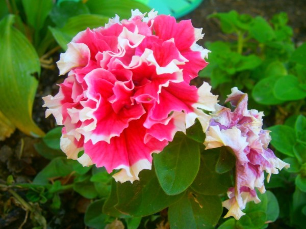 Name:  petunya (600 x 450).jpg
Views: 1013
Size:  67.7 KB