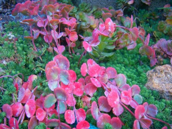 Name:  sedum sieboldi.jpg
Views: 947
Size:  59.5 KB