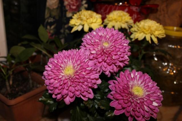 Name:  IMG_0069.jpg
Views: 287
Size:  40.0 KB