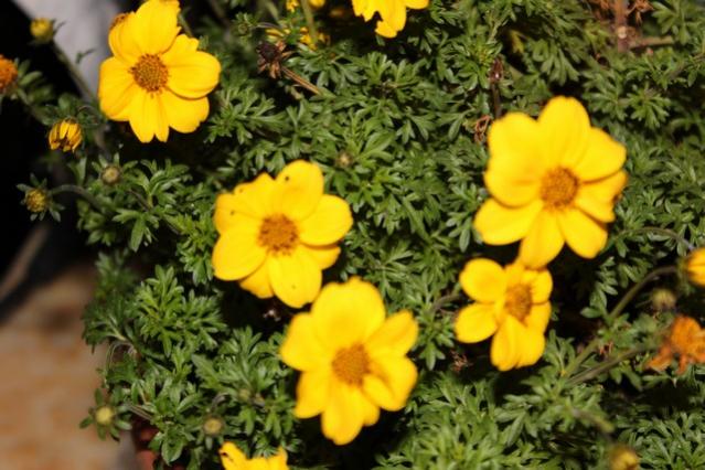 Name:  IMG_0072.jpg
Views: 279
Size:  54.0 KB