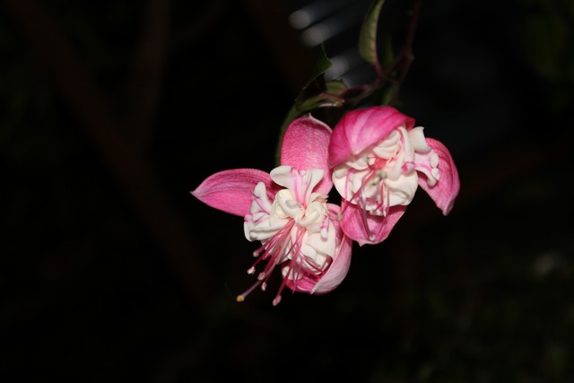Name:  IMG_0089.jpg
Views: 274
Size:  43.1 KB