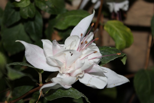 Name:  IMG_0093.jpg
Views: 271
Size:  67.5 KB