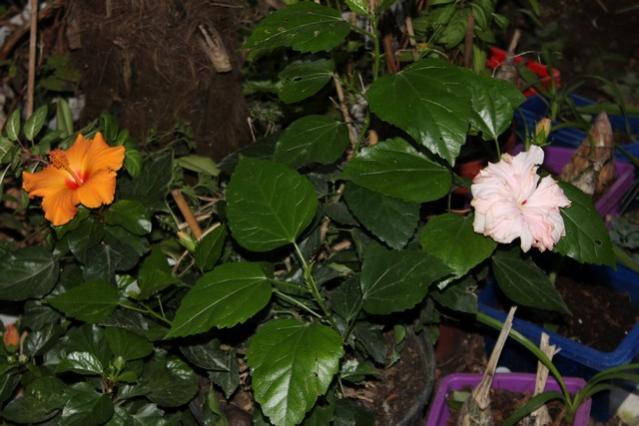 Name:  IMG_0140.jpg
Views: 261
Size:  45.1 KB
