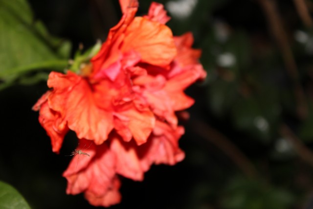 Name:  IMG_0150.jpg
Views: 273
Size:  56.2 KB