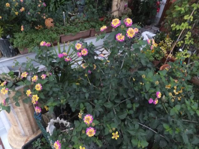 Name:  DSCF3408.jpg
Views: 231
Size:  59.4 KB