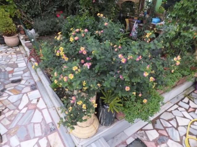 Name:  DSCF3410.jpg
Views: 206
Size:  63.0 KB