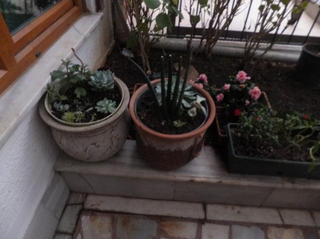 Name:  DSCF3423.jpg
Views: 221
Size:  38.6 KB
