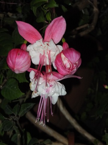 Name:  DSCF3428.jpg
Views: 208
Size:  46.1 KB