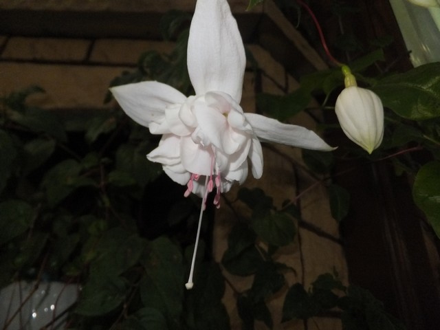 Name:  DSCF3432.jpg
Views: 201
Size:  57.1 KB