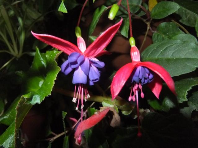 Name:  DSCF3436.jpg
Views: 198
Size:  40.3 KB