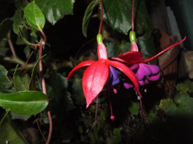 Name:  DSCF3437.jpg
Views: 198
Size:  33.6 KB