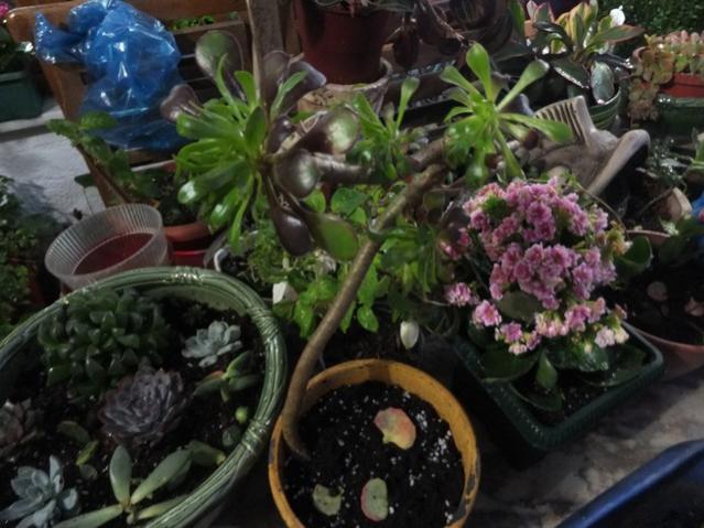 Name:  DSCF3464.jpg
Views: 497
Size:  52.6 KB