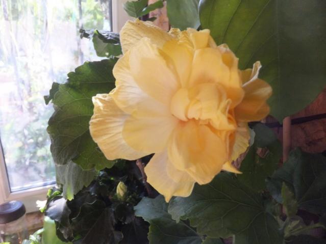 Name:  DSCF3475.jpg
Views: 484
Size:  33.3 KB