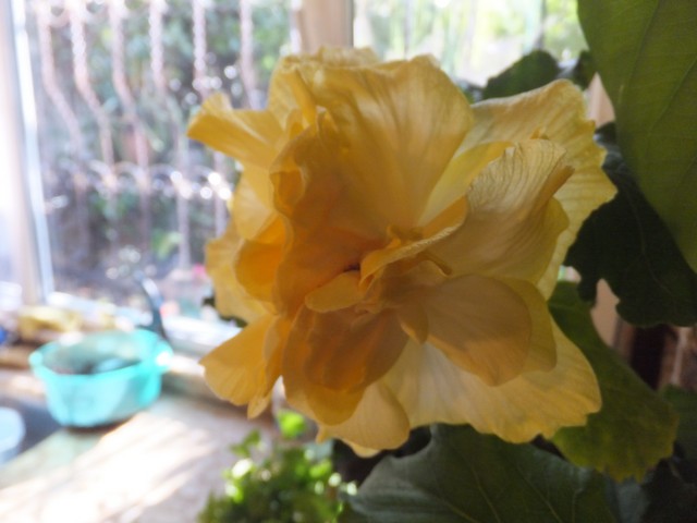 Name:  DSCF3476.jpg
Views: 477
Size:  62.1 KB