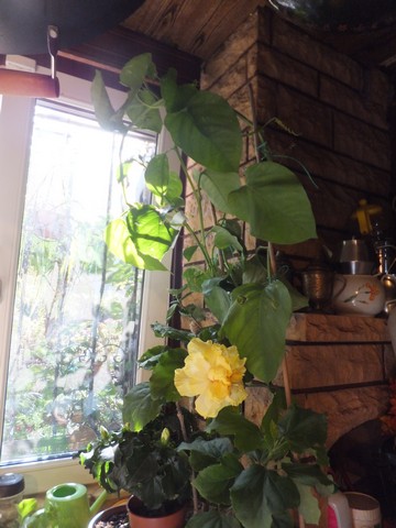 Name:  DSCF3478.jpg
Views: 473
Size:  61.4 KB