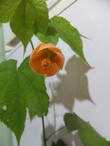 Name:  DSCF3500.jpg
Views: 458
Size:  38.7 KB