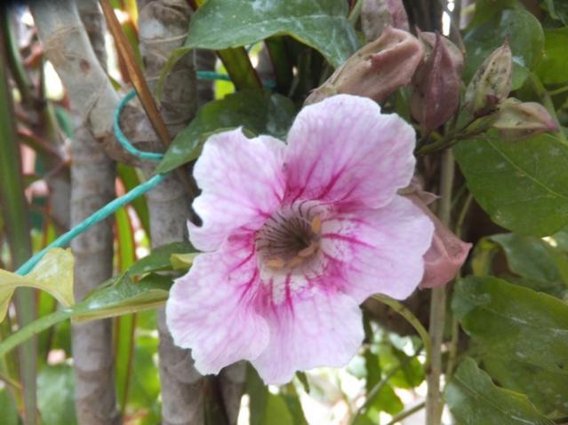Name:  DSCF3507.jpg
Views: 470
Size:  42.2 KB