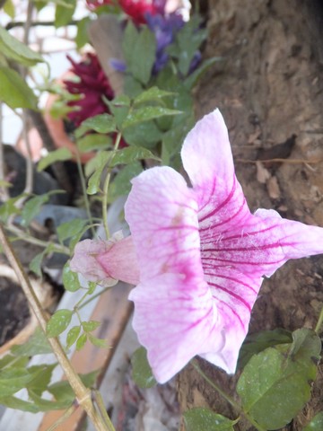 Name:  DSCF3508.jpg
Views: 459
Size:  55.9 KB