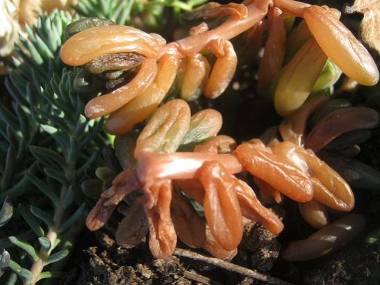 Name:  sedum rubrotinctum.jpg
Views: 823
Size:  39.2 KB