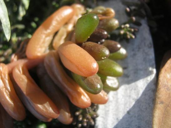 Name:  sedum rubrotinctum1.jpg
Views: 807
Size:  28.0 KB