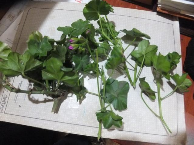 Name:  DSCF3539.jpg
Views: 423
Size:  46.9 KB