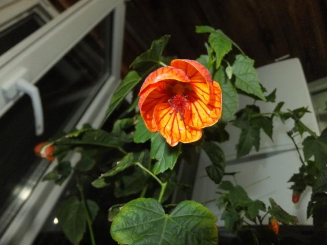 Name:  DSCF3545.jpg
Views: 379
Size:  34.4 KB