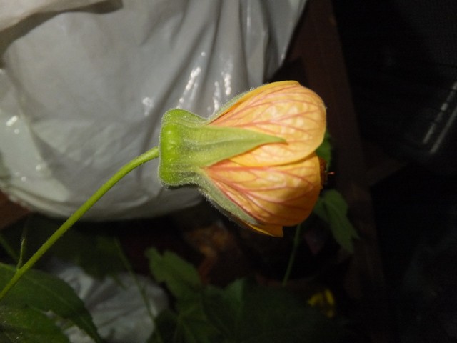 Name:  DSCF3547.jpg
Views: 404
Size:  54.0 KB