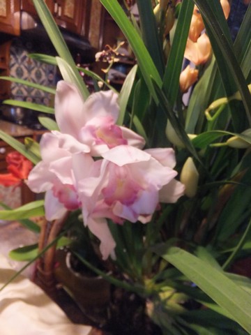 Name:  DSCF3577.jpg
Views: 410
Size:  55.1 KB