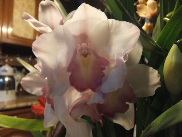Name:  DSCF3579.jpg
Views: 408
Size:  63.2 KB