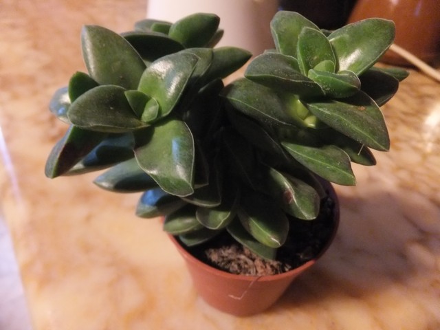 Name:  DSCF3595.jpg
Views: 423
Size:  65.4 KB
