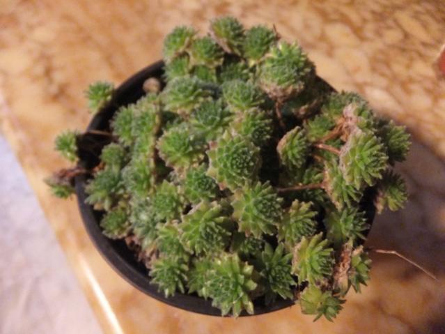Name:  DSCF3596.jpg
Views: 405
Size:  41.1 KB