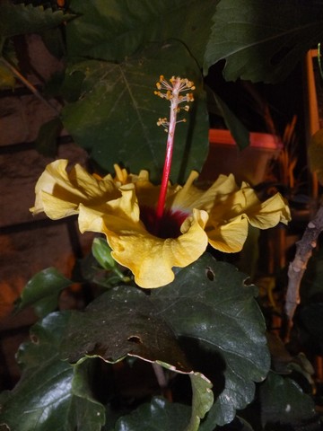 Name:  DSCF3621.jpg
Views: 398
Size:  53.3 KB