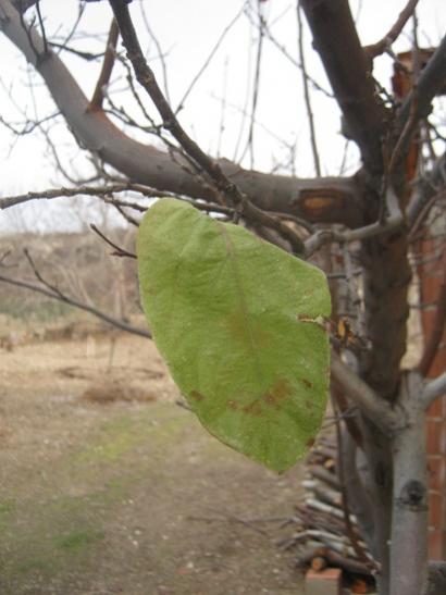 Name:  ayva.jpg
Views: 801
Size:  31.2 KB