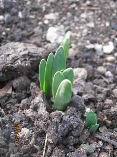 Name:  double daffodil erlicher.jpg
Views: 1469
Size:  44.9 KB