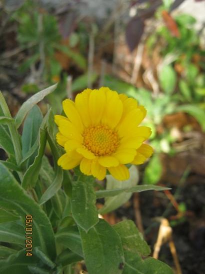 Name:  aynsafa1.jpg
Views: 1080
Size:  28.5 KB