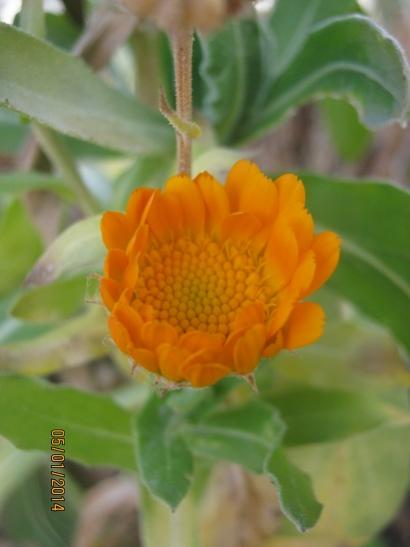 Name:  aynsafa2.jpg
Views: 1308
Size:  21.8 KB