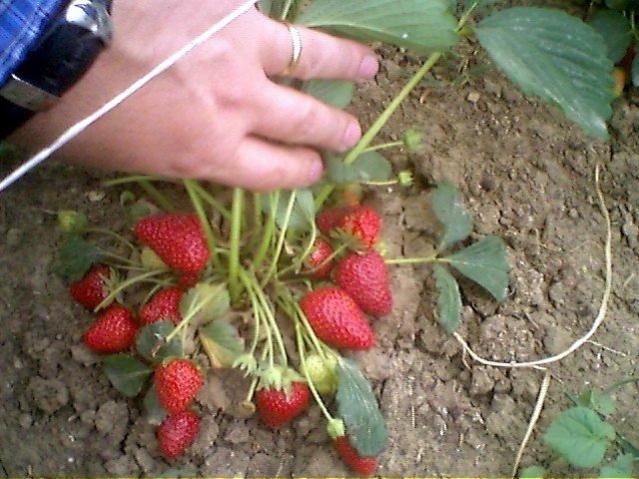 Name:  1-cileklerim.jpg
Views: 3012
Size:  58.1 KB